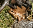 Moor Frog