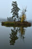 Morning fog on the pond