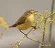 Mosquitero musical