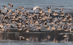 Mouette rieuse