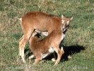 Mouflon