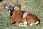 Mouflon