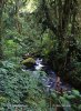 Mountain Rain forest, La Amistad