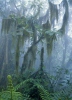 Mountains rain forest