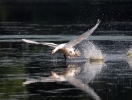 Mute Swan