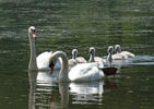 Mute Swan