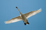 Mute Swan