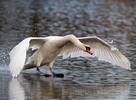 Mute Swan