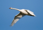 Mute Swan