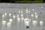 Mute Swan