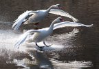 Mute Swan