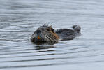 Myocastor coypus