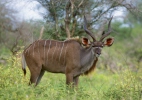 Nagy kudu