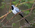 Namaqua Dove