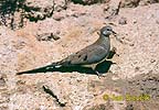 Namaqua Dove