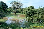 National Park Yala