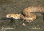 Natrix tessellata