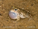 Natterjack Toad