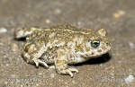 Natterjack Toad