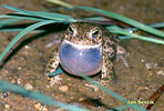 Natterjack Toad