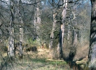 Nature reserve NPR Stará a Nová řeka