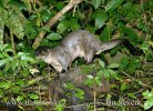 Neotropical Otter