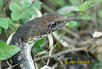 Neotropical Whip Snake