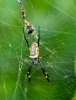 Nephila spider