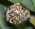 Nest of Wasps