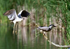 Night Heron