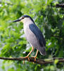 Night Heron