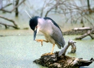 Night Heron