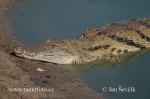 Nile Crocodile