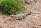 Nile Crocodile