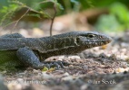 Nile Monitor