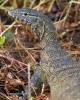 Nile Monitor