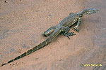 Nile Monitor