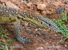 Nile Monitor