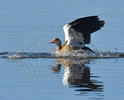 Nilgås