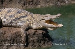 Nilo krokodilas