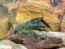 Noble Crayfish