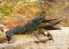 Noble Crayfish