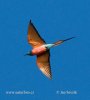 Northern Carmine Bee-eater