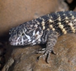 Northern Curly-tailed Lizard