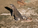 Northern Curly-tailed Lizard