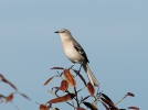 Northern Mockingbird