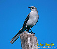 Northern Mockingbird