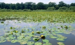 Novořecké swamps, Nature reserve