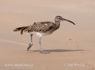 Numenius phaeopus