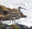 Numenius phaeopus